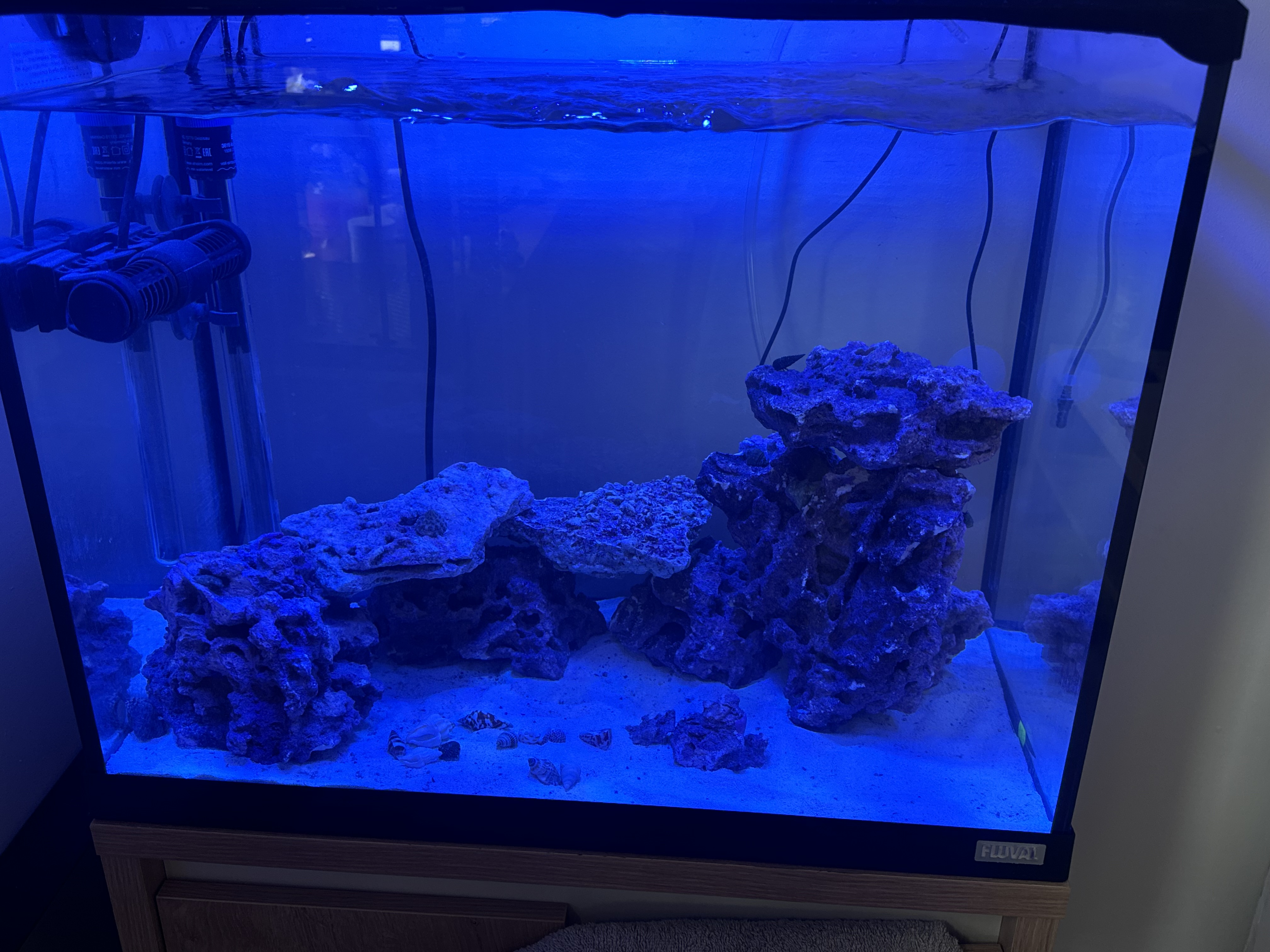 My reef tank