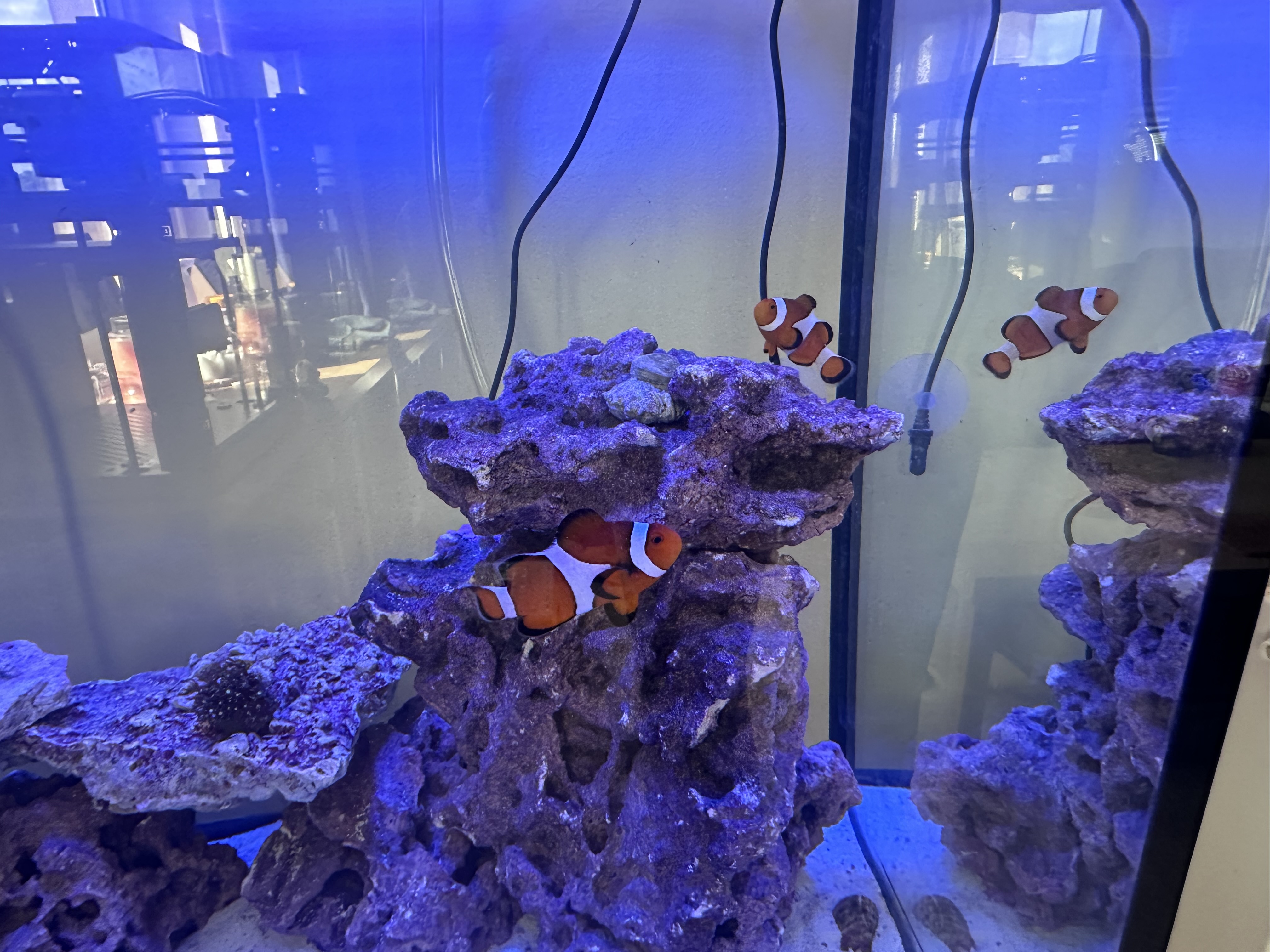 2 of my clownfish