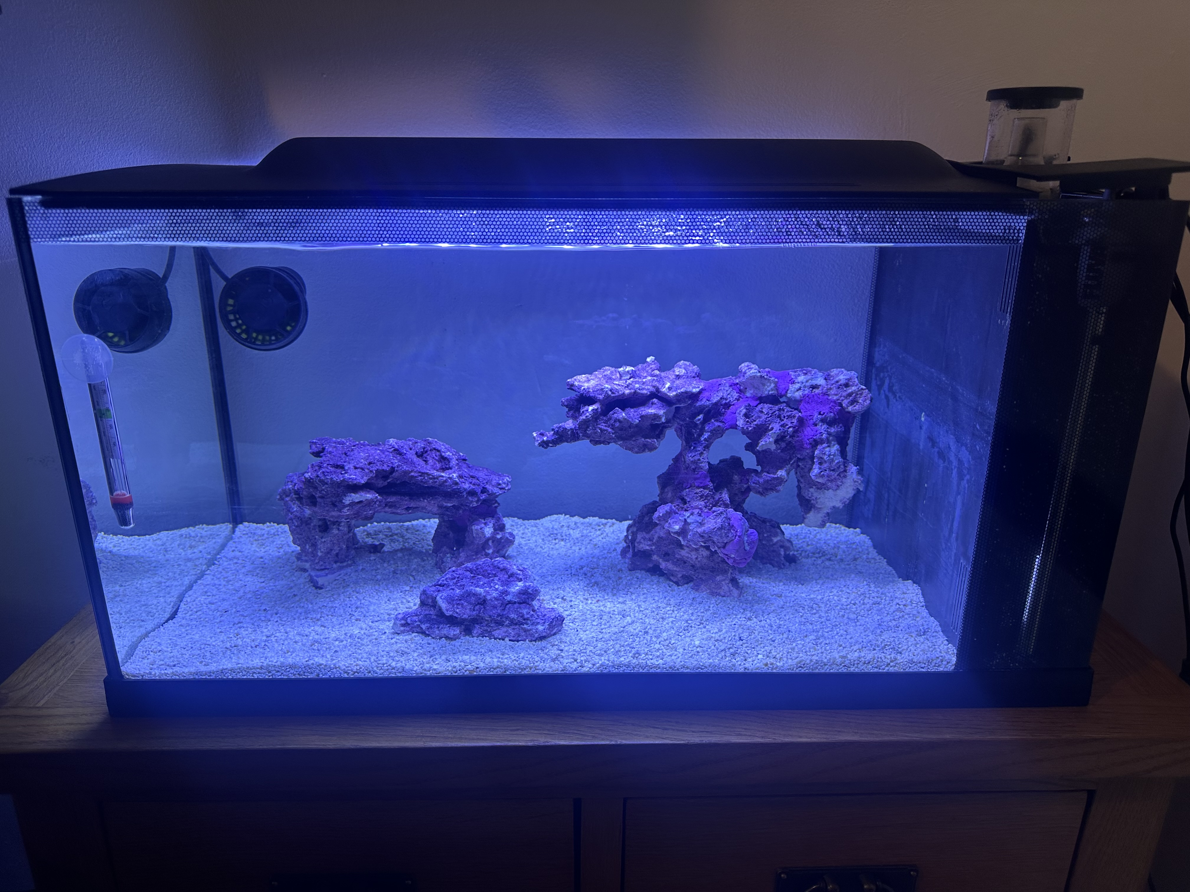 My reef tank